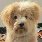 人间寥寥杏仁酥