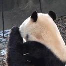 屈笑笑