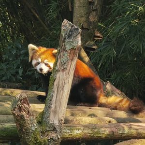podcaster-avatar