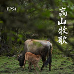 EP54. 高山牧歌：跟着牛群走过四季