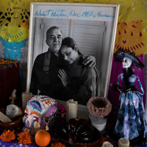 2024-11-25【南方深秋里的《番石榴飘香》】