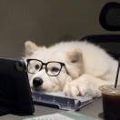 爱斯基摩大鲨堡