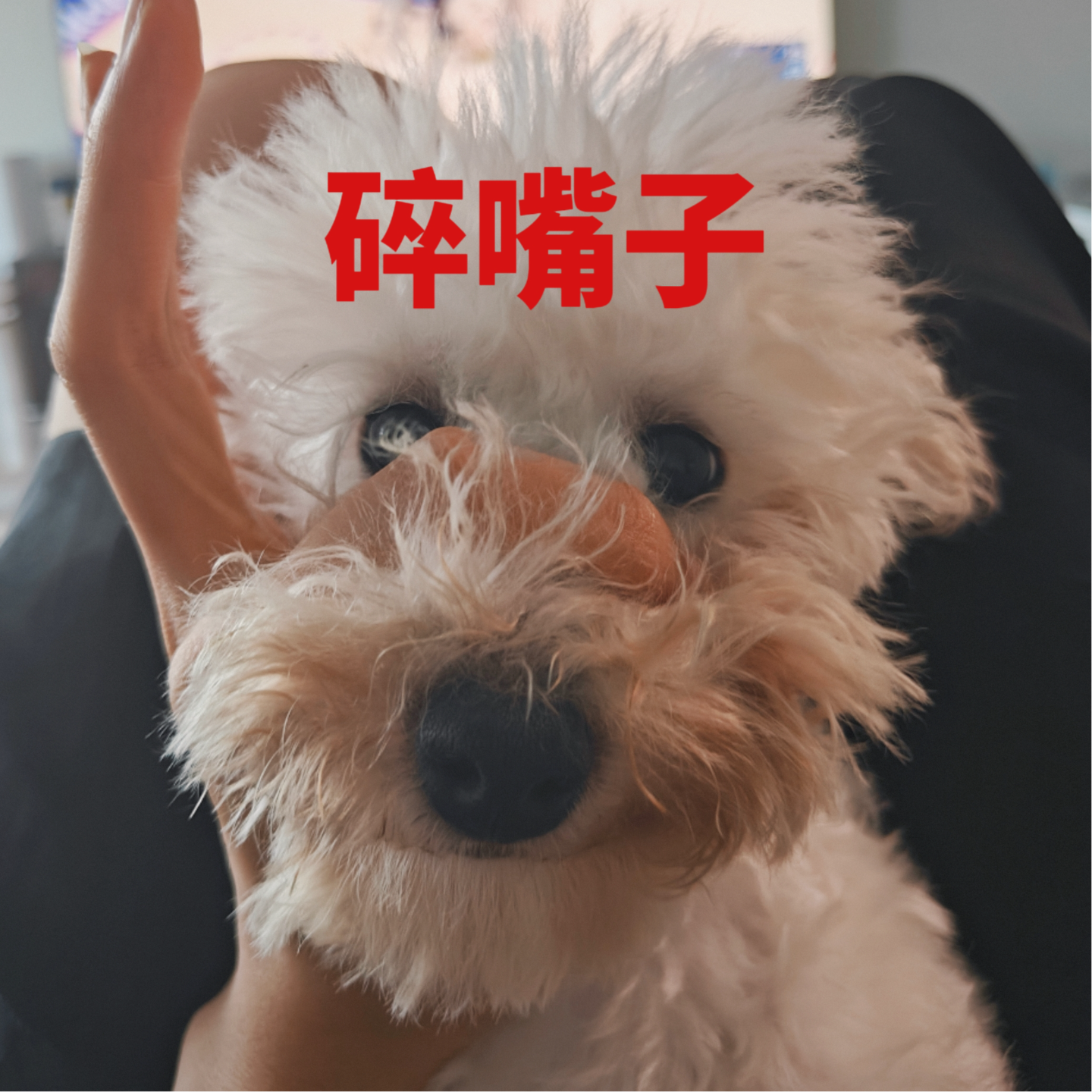 005 上班写段子，做人要诚实 | 职场碎碎念 episode artwork