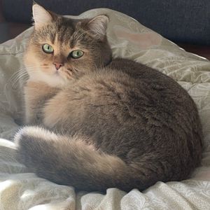 一颗机油夹心的太妃糖