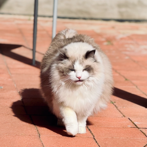 澳洲的日常：疯狂昆虫城