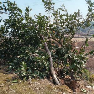 左传_郑伯刻段于鄢