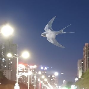 podcaster-avatar