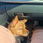 热爱脱口秀的瘦瘦