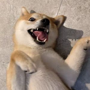阿阿阿阙