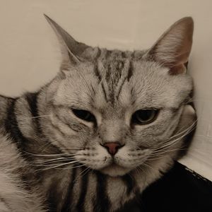 podcaster-avatar