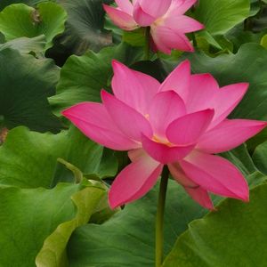 中国地势的特点