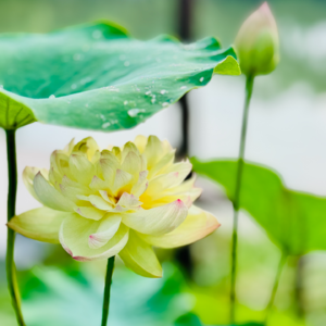 EP25：串台「无龄星球」-“稀有东亚家庭”凭什么让代际隔阂变暖流？