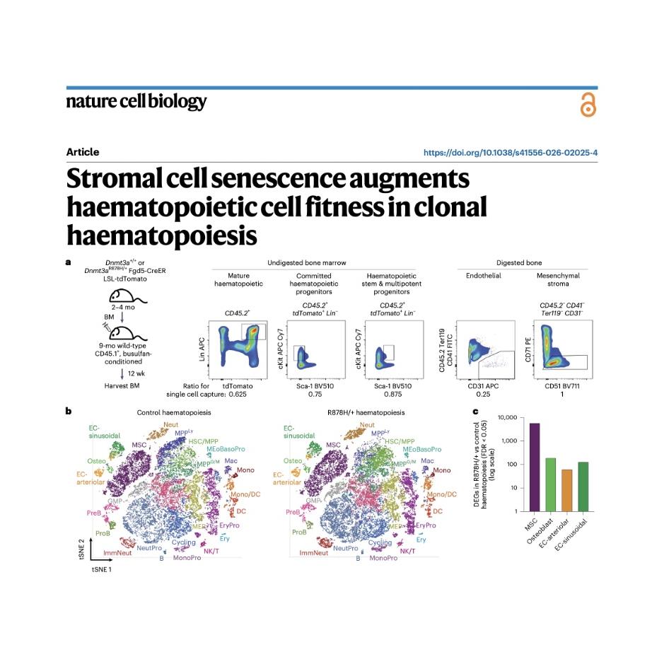 1558-Stromal Cell Senescence and Haematopoietic Fitness episode artwork