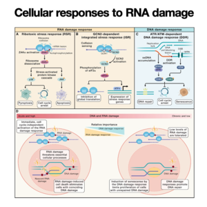 026-Cellular responses to RNA damage