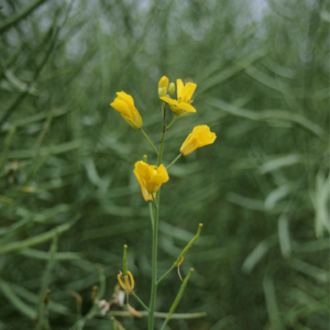花了6块钱现金去找代表快乐的黄色油菜花