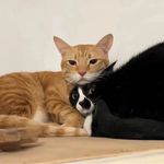 唐小唐跑来跑去