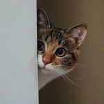 布偶不是猫