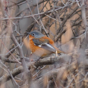 E28.元旦观鸟特辑:在风里雪里等待一次相遇