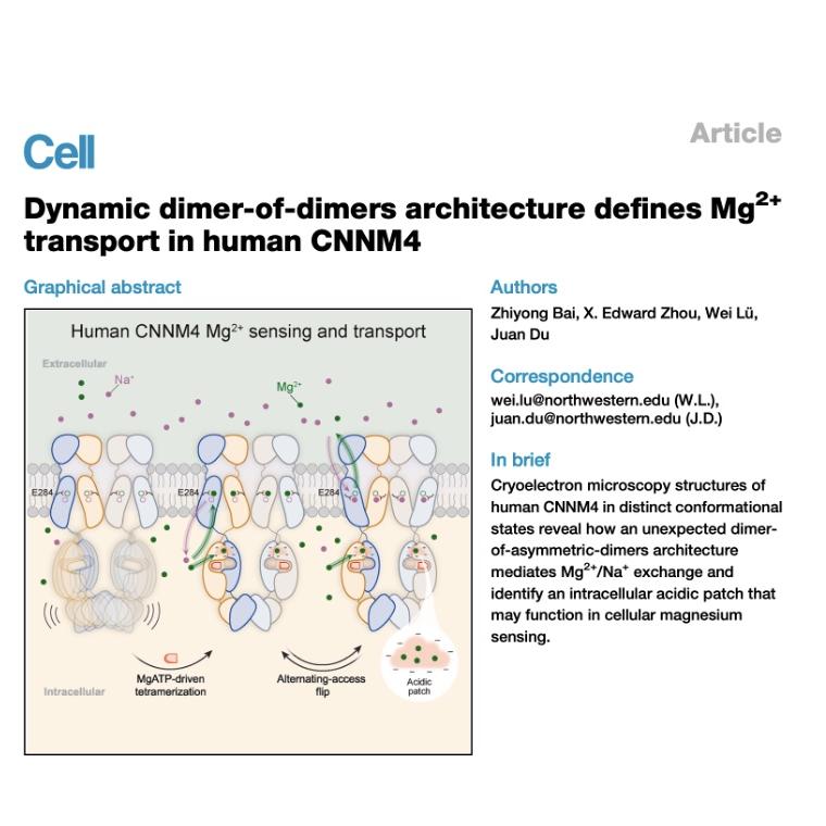 1497-Structural Principles of CNNM4 Magnesium Transport episode artwork