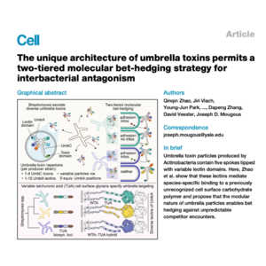 521-链霉菌伞状毒素针对细胞表面糖受体的识别机制