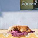 无事小神仙论文已满