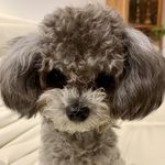 BAI_阿白