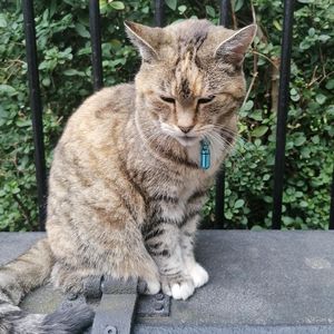 英语阅读：小红帽的故事（Little Red Riding Hood) 