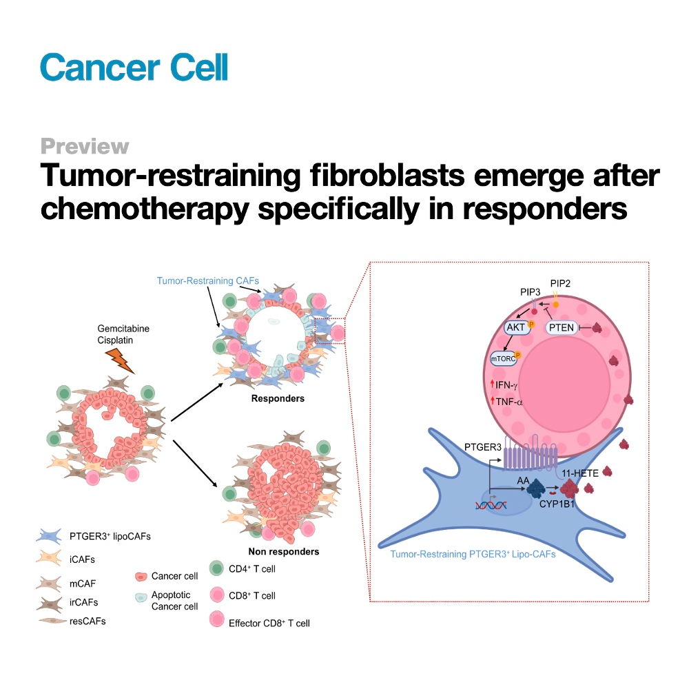 733-Tumor-restraining Fibroblasts Emerge to Chemotherapy episode artwork