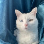 小猫腻
