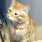 阿淙