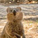 追风的猫zhuifeng