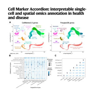 127-Cell Marker Accordion:单细胞和空间组学注释工具