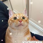 我有一只呆橘猫