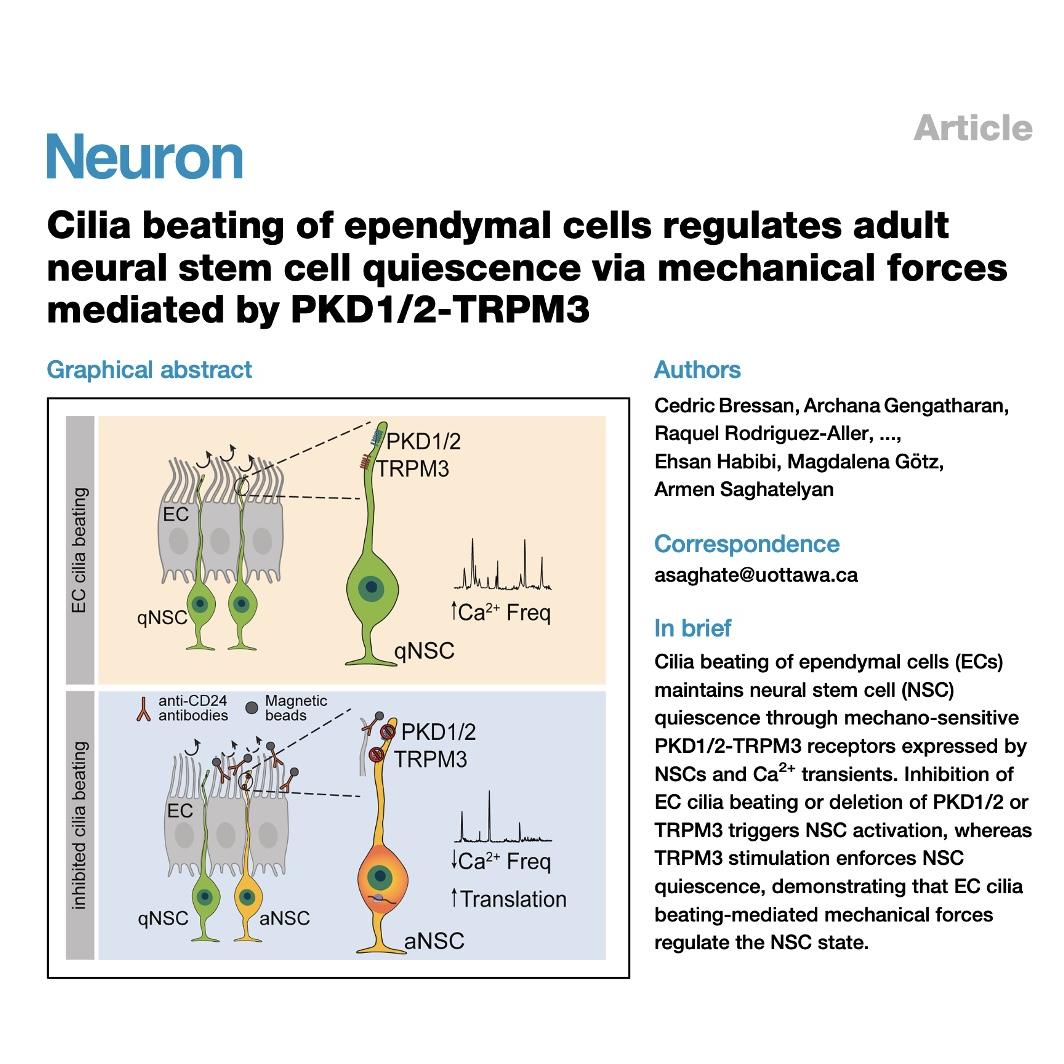 1056-Cilia Beating Regulates Neural Stem Cell Quiescence episode artwork