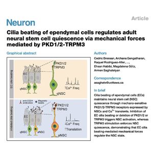 1056-Cilia Beating Regulates Neural Stem Cell Quiescence