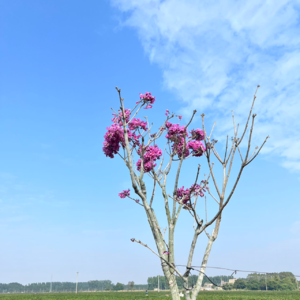 Ep10. 和Rosie聊聊职业选择