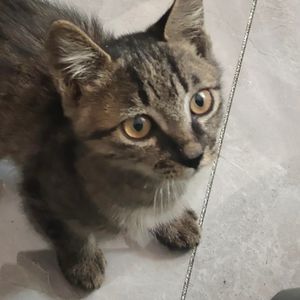 podcaster-avatar