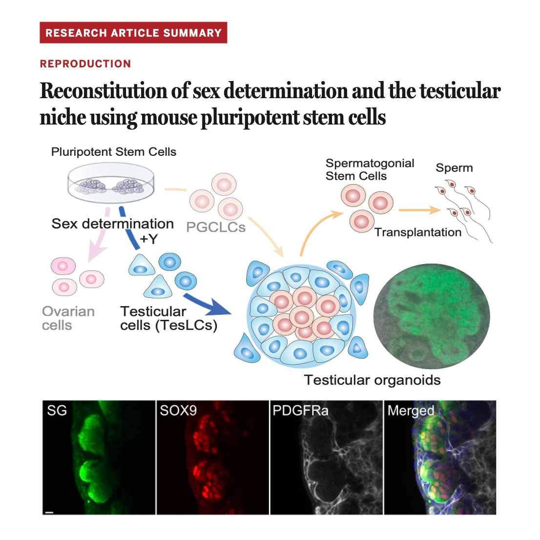 692-In Vitro Reconstitution of Testicular Niche episode artwork