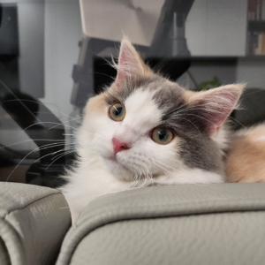 EP020 什么？！初中毕业十五年的你要挑战福建中考题？！