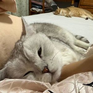 西游记（4）：蟠桃大会