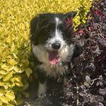 燕麦拿铁不加冰块