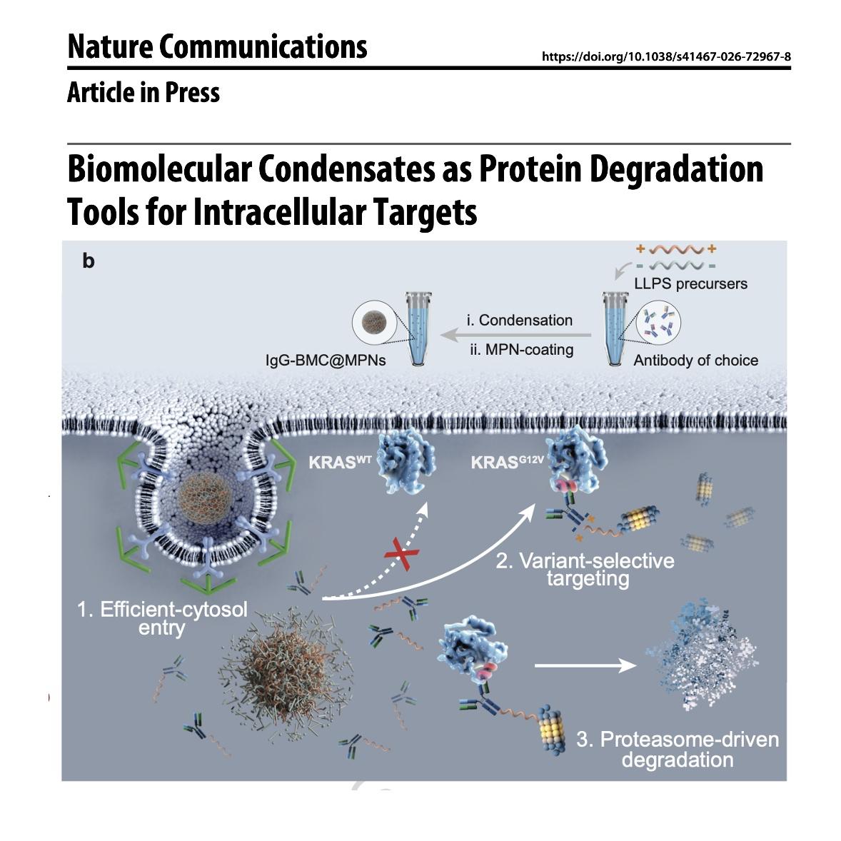 1050-Biomolecular Condensates for Protein Degradation episode artwork