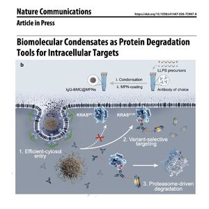 1050-基于生物分子凝聚体的细胞内蛋白质降解工具