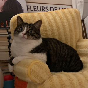 小猫会千次万次 拯救我于世间水火