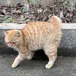 假装气血充足