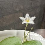 金子啊金子