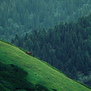 podcaster-avatar