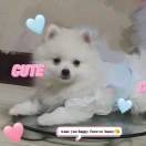 暴富美