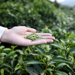 茶友远方来 | 如何看待茶圈鄙视链怪像