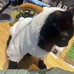 喜欢折耳根的感觉